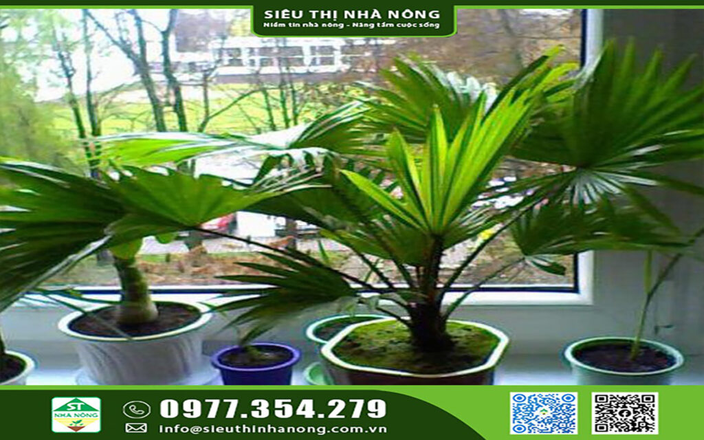 Ý Nghĩa và Cách Chăm Sóc Một Số Chậu Cây Để Bàn Đẹp