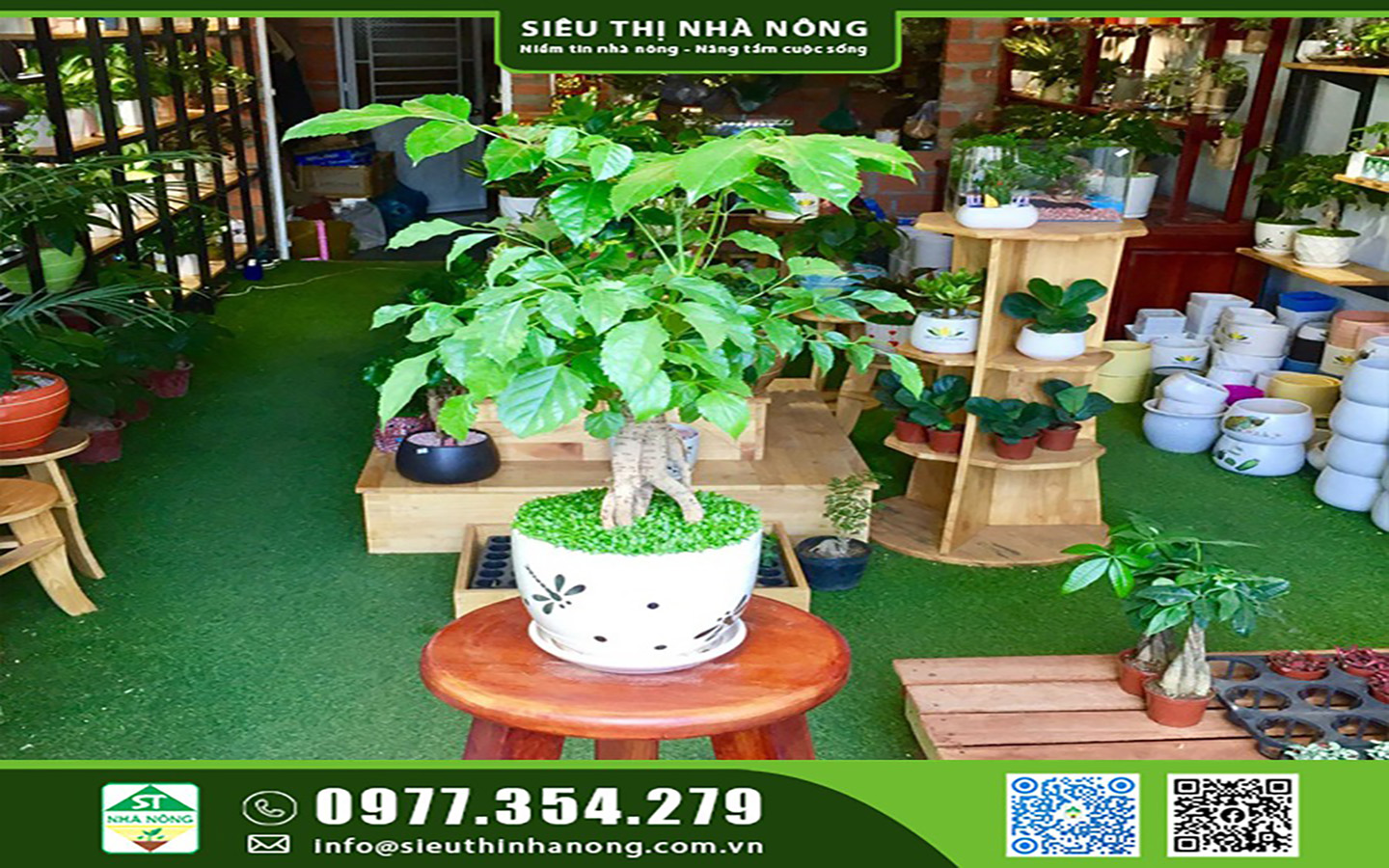 Cây Hạnh Phúc