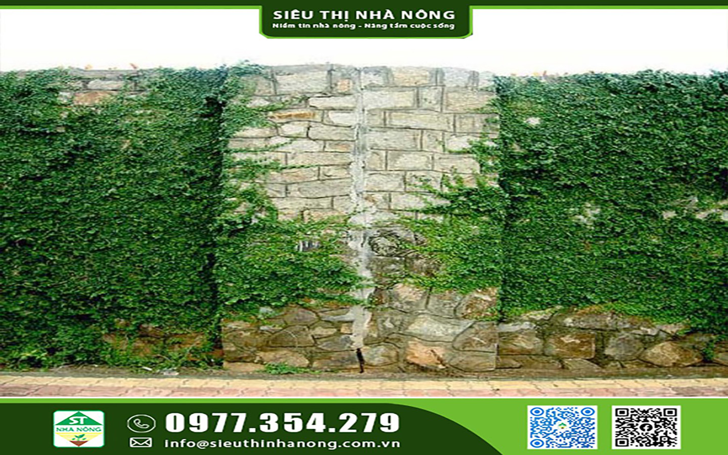 Cây thằn lằn bò