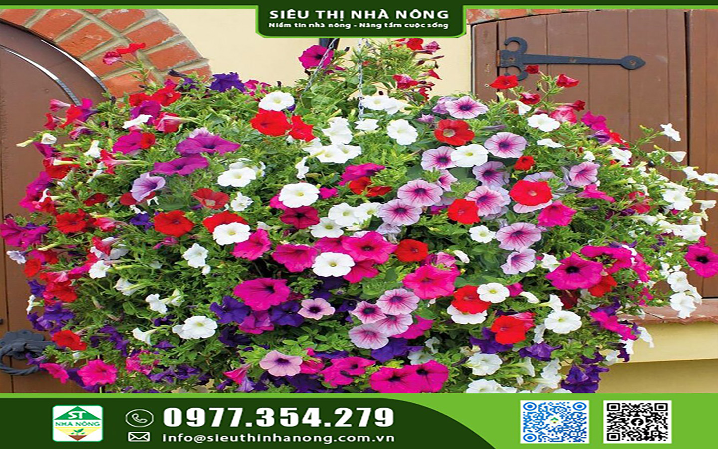 Cây giống hoa Dạ Yến Thảo tại Siêu Thị Nhà Nông