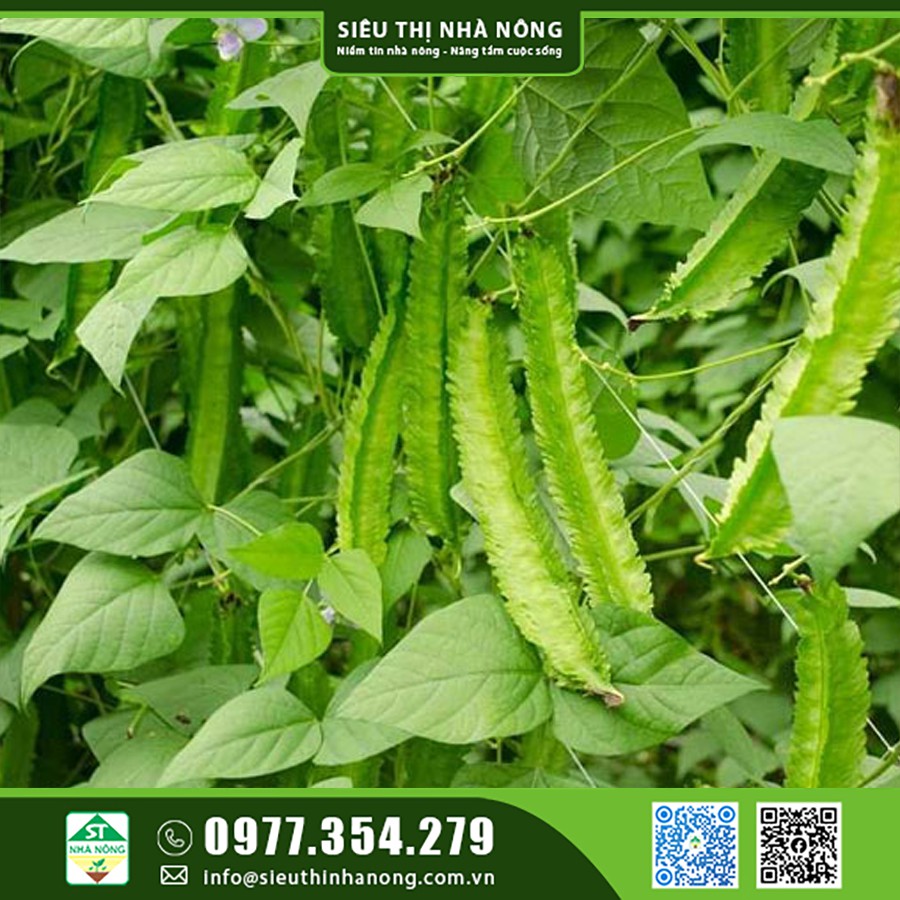 Đậu rồng