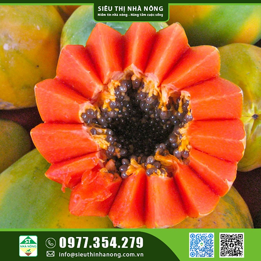 Hạt giống đu đủ ruột đỏ