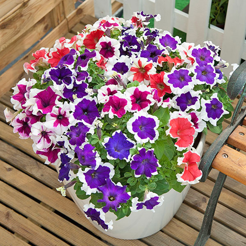 Cây giống hoa Dạ Yến Thảo