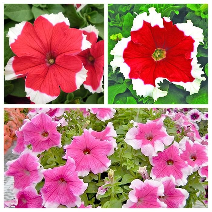 Cây giống hoa Dạ Yến Thảo tại Siêu Thị Nhà Nông Lâm Đồng