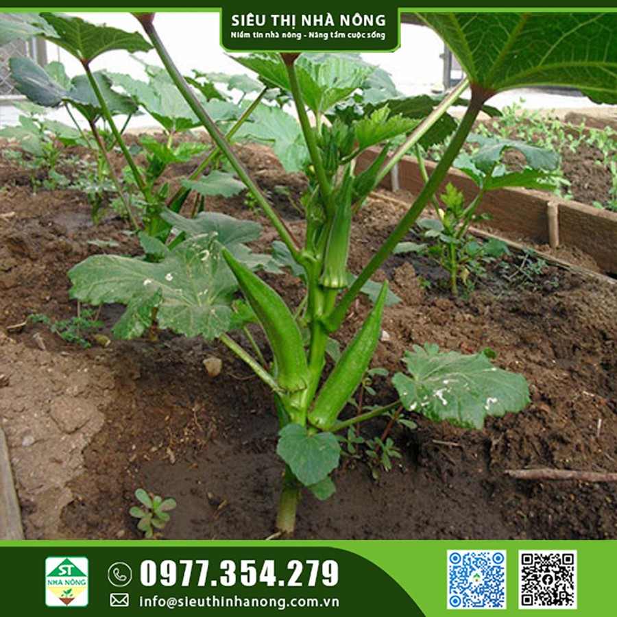 Hạt giống đậu bắp xanh