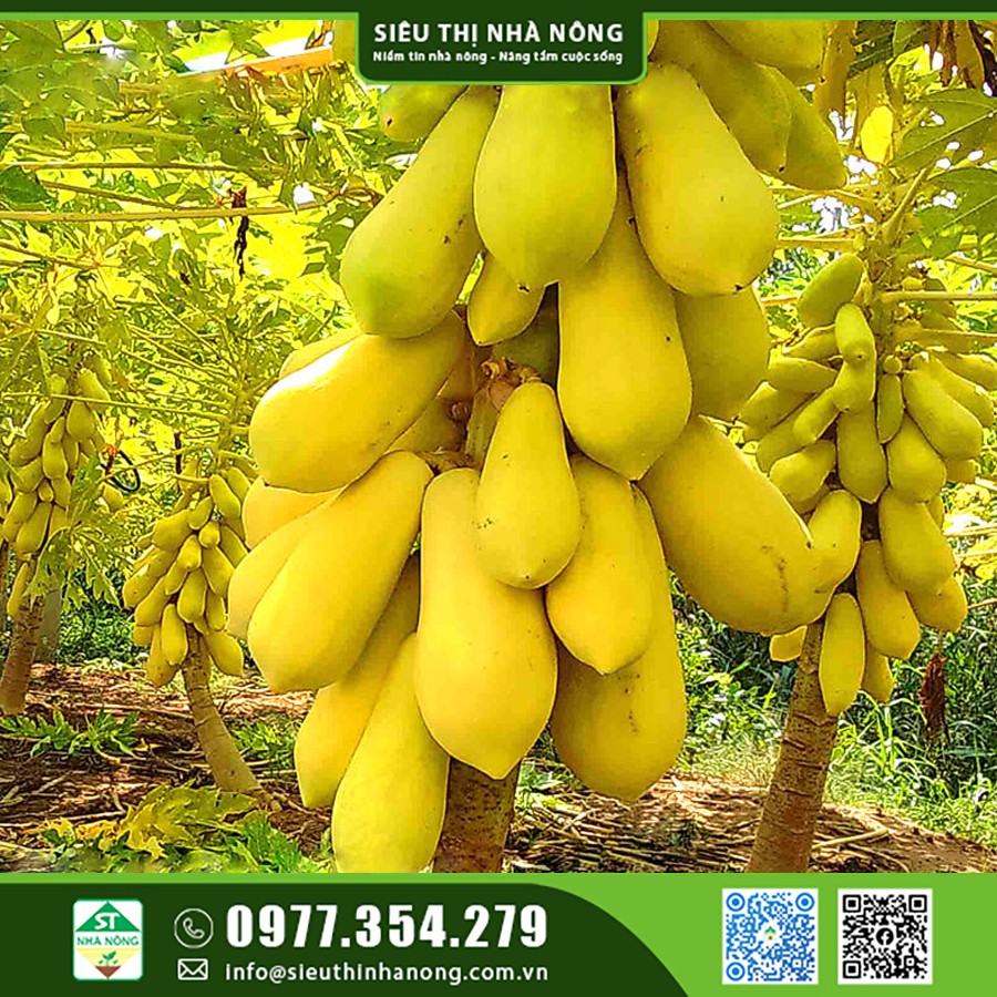 KỸ THUẬT GIEO TRỒNG VÀ CHĂM SÓC HẠT GIỐNG ĐU ĐỦ DA VÀNG TẠI ĐẮK NÔNG