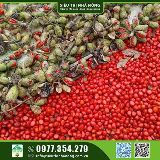 Bán giống Cây giổi ghép uy tín giá rẻ tại Siêu Thị Nhà Nông