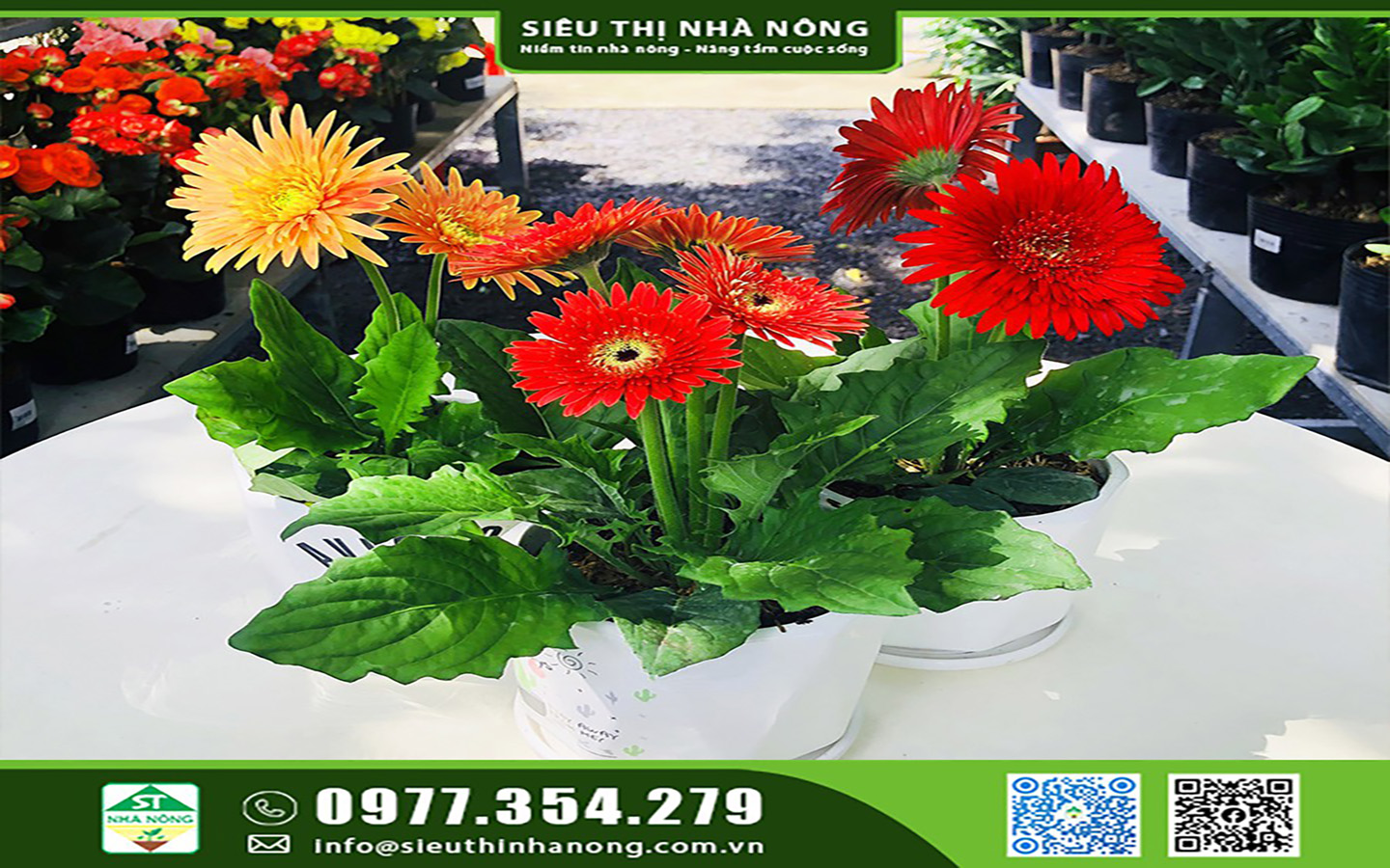 Hoa đồng tiền