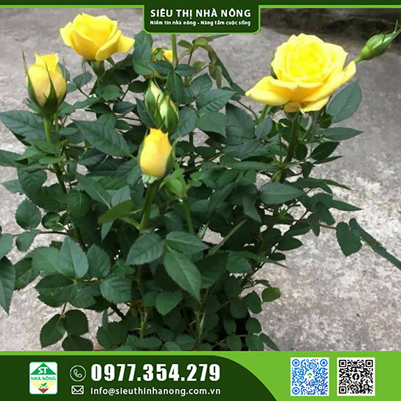 Cây hoa hồng siêu nụ