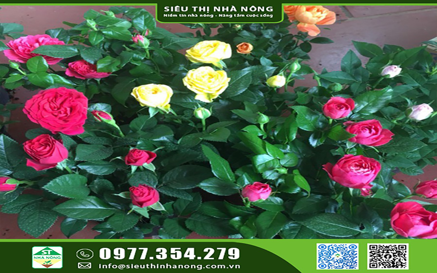 Cây hoa hồng siêu nụ