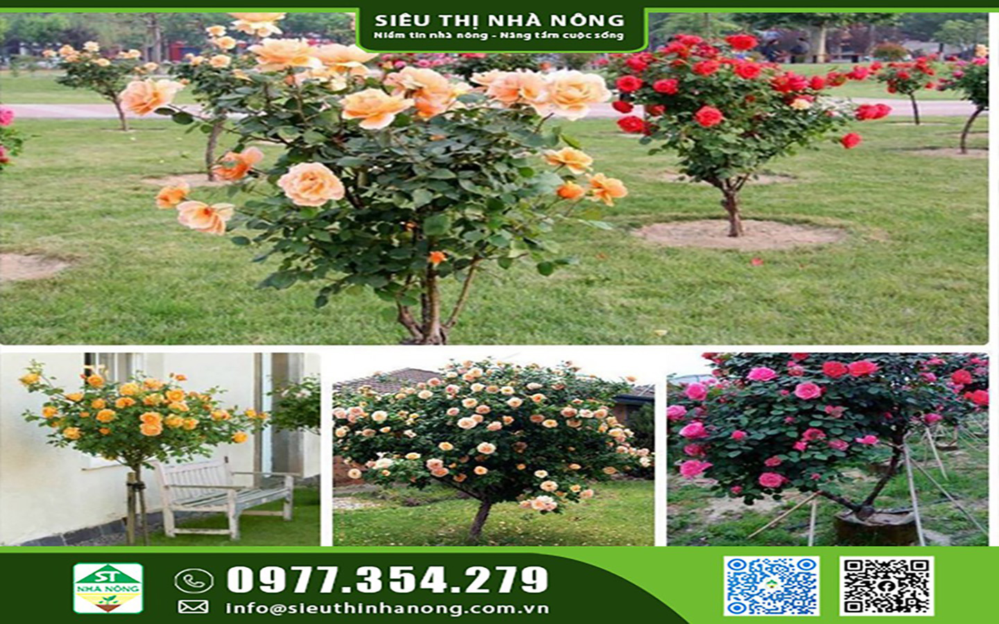 Hoa Hồng Thân Gỗ