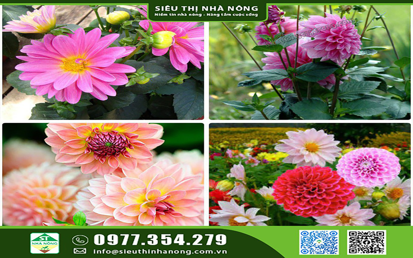 Hoa thược dược