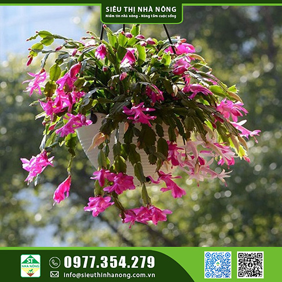 Cây hoa tiểu quỳnh