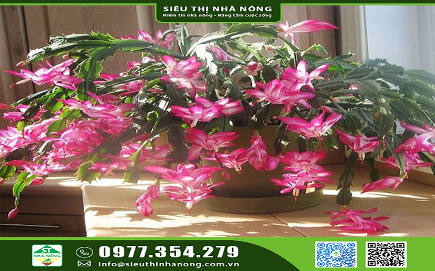 Cây hoa tiểu quỳnh