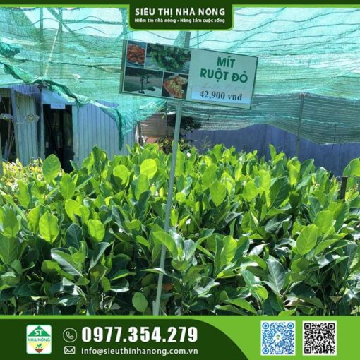 MÍT RUỘT ĐỎ