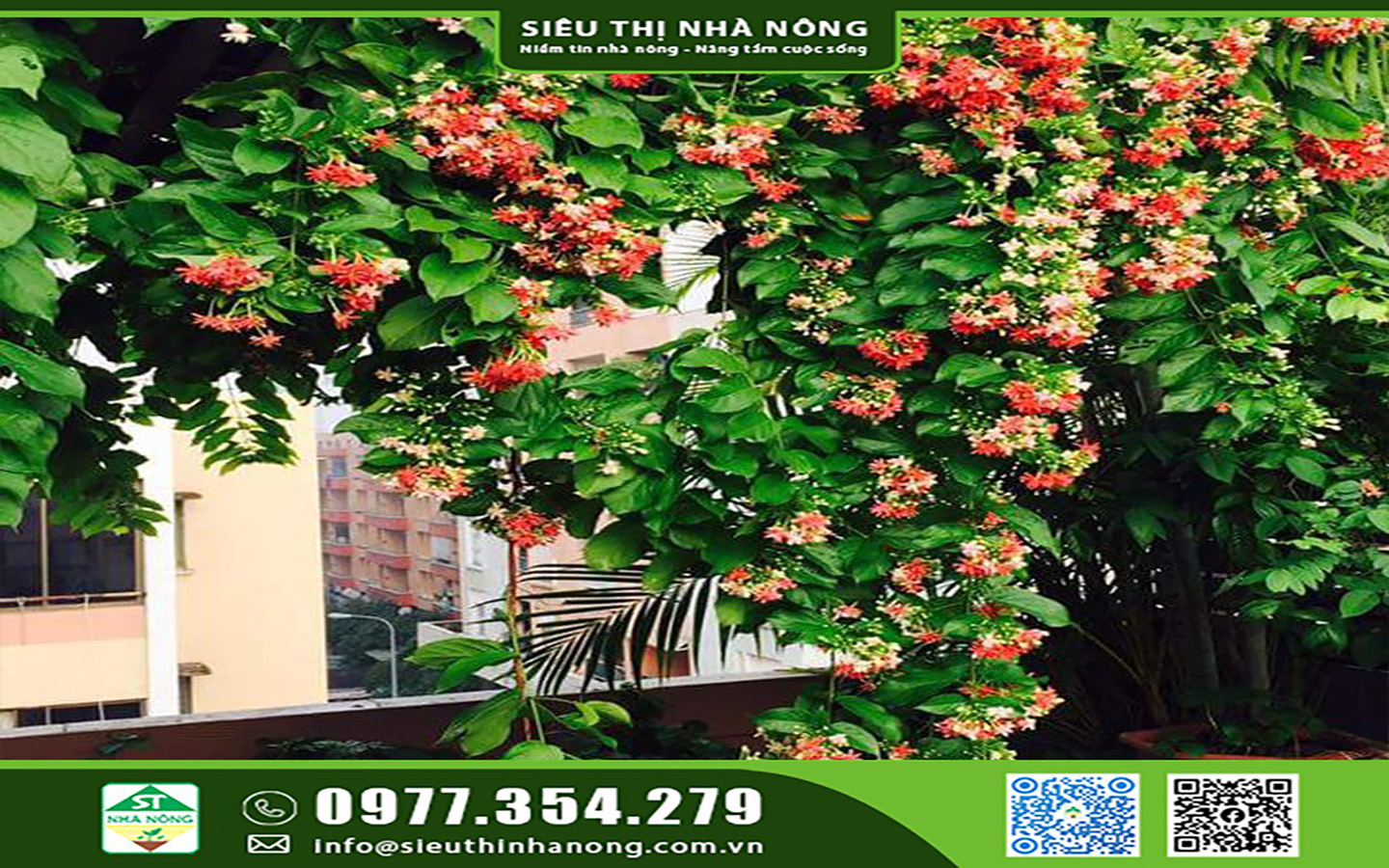 Dây sử quân tử