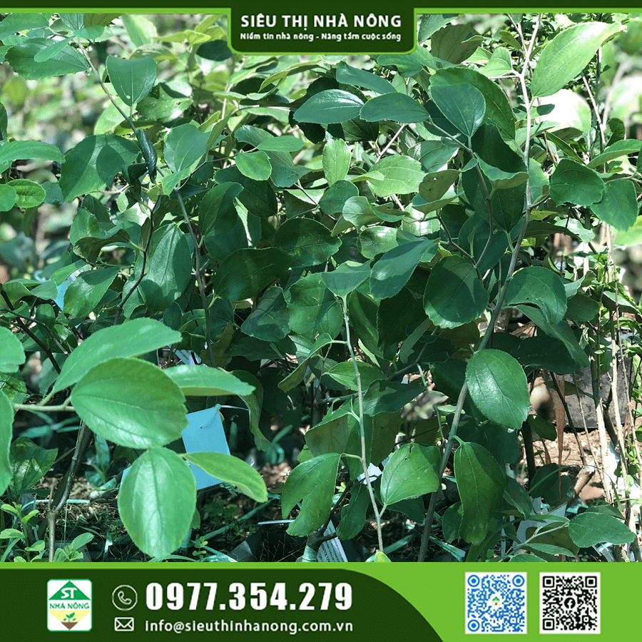 Địa điểm mua giống táo Thái Lan chuẩn giống ở đâu?