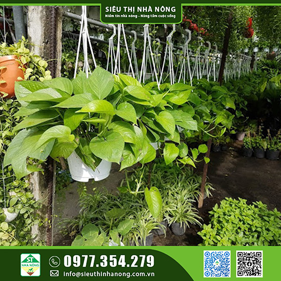 Trầu Bà Thái Để Bàn