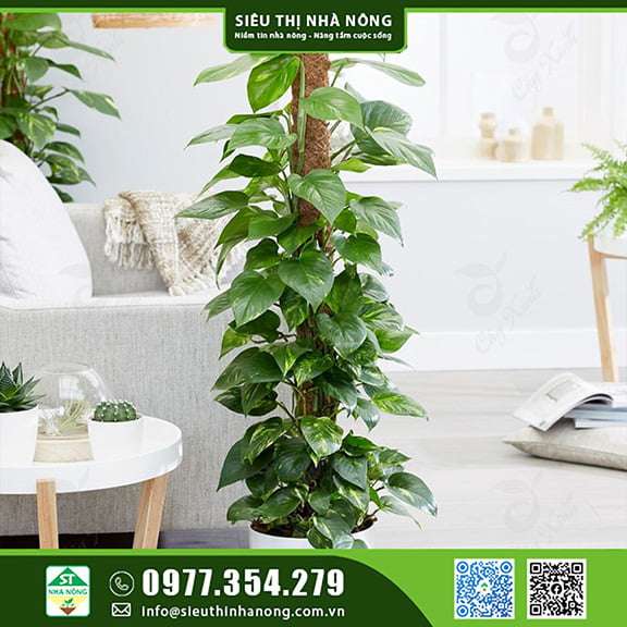 Cách trồng và chăm sóc trầu bà leo cột đẹp như tranh vẽ