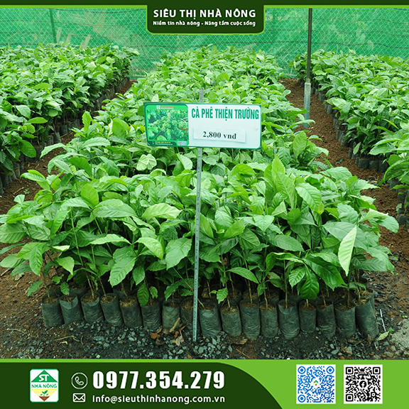 Cà phê Thiện Trường