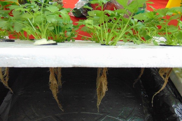 HƯỚNG DẪN TRỒNG RAU THỦY CANH ĐƠN GIẢN TẠI NHÀ