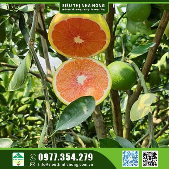 CÂY GIỐNG CAM CARA