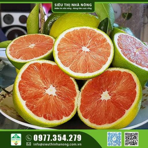 CÂY GIỐNG CAM CARA