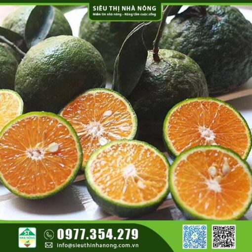 CÂY GIỐNG CAM SÀNH