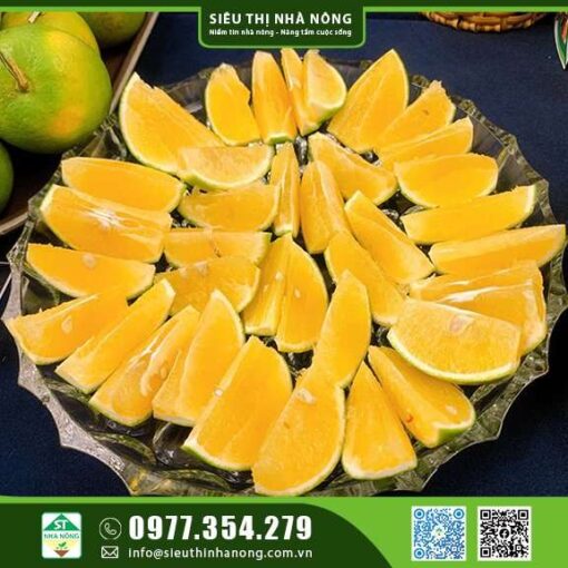 CÂY GIỐNG CAM XOÀN