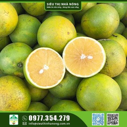 CÂY GIỐNG CAM XOÀN