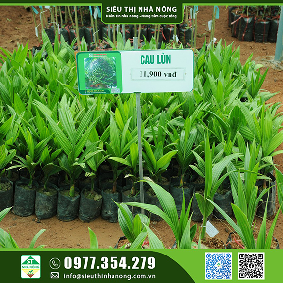 Cây cau lùn