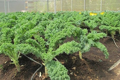 cải xoăn Kale