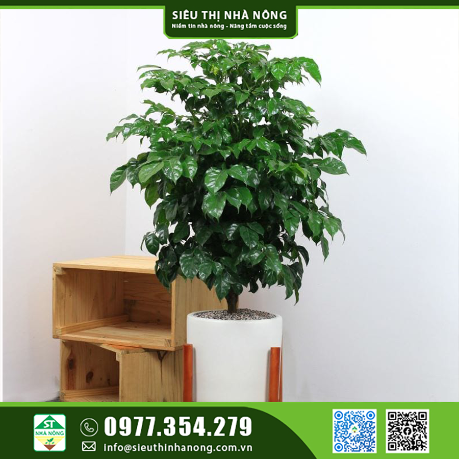 Cây Hạnh Phúc