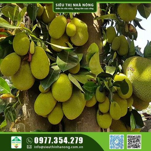 MÍT TỐ NỮ