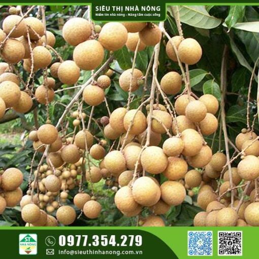 Nhãn xuồng cơm vàng