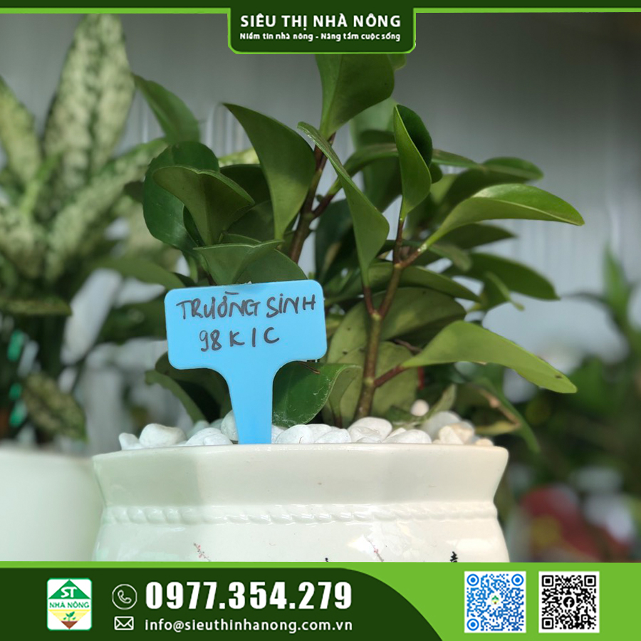 Cây Trường Sinh