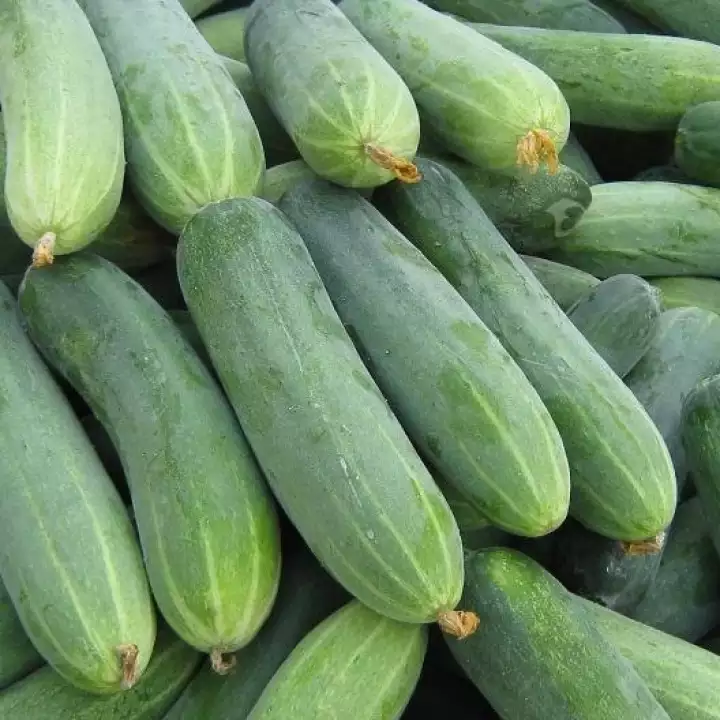 Kỹ Thuật trồng dưa leo Baby – đạt năng suất cao