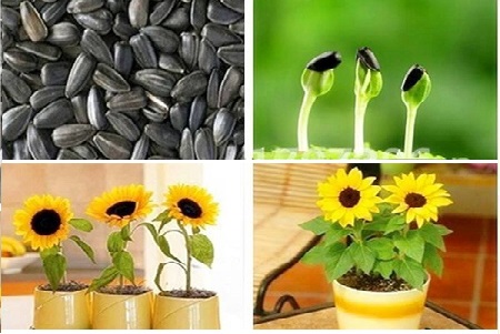 Trồng hoa hướng dương trong chậu làm cảnh chơi Tết