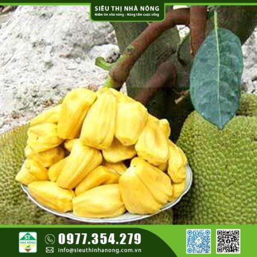 MÍT TỐ NỮ