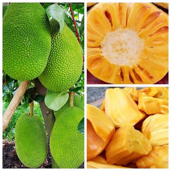 MÍT NGHỆ CAO SẢN