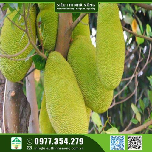 MÍT QUẢ DÀI