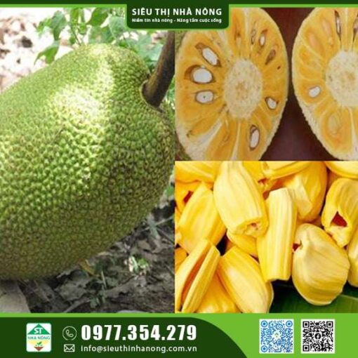 MÍT THÁI SIÊU SỚM