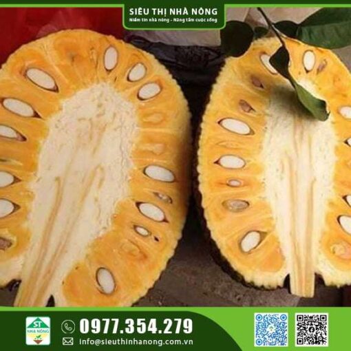 MÍT THÁI SIÊU SỚM