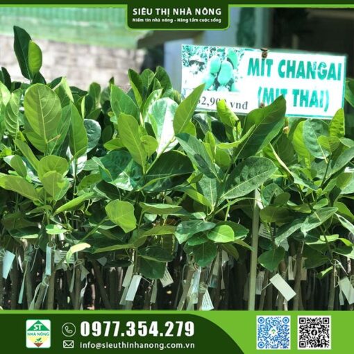 MÍT THÁI SIÊU SỚM