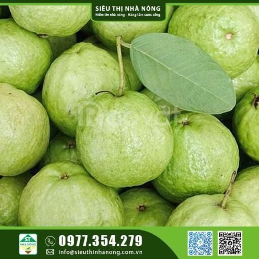 CÂY GIỐNG ỔI KHÔNG HẠT