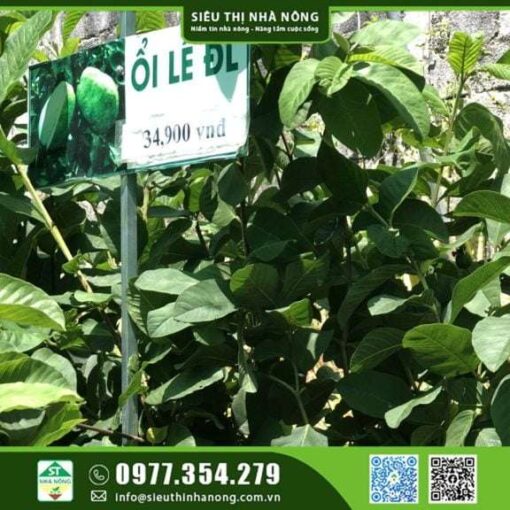 CÂY ỔI LÊ ĐÀI LOAN