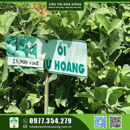 CÂY GIỐNG ỔI NỮ HOÀNG