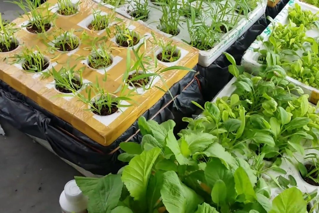 Thu hoạch rau trong hộp xốp