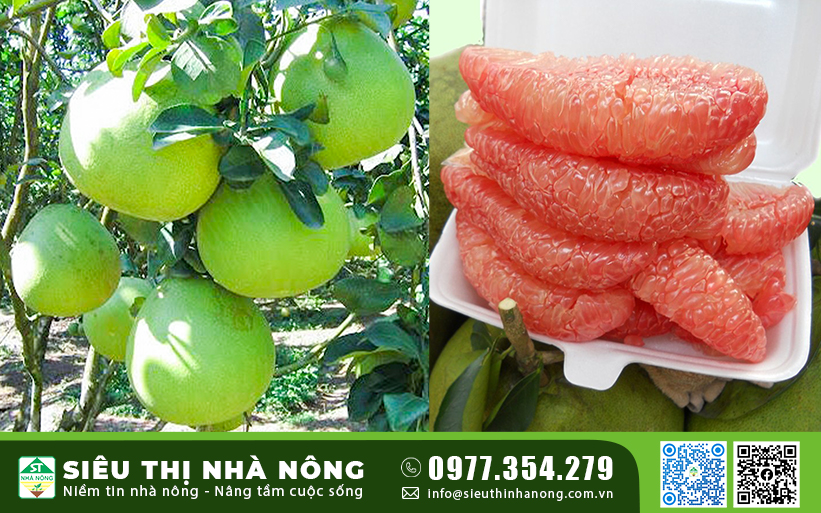 Giống Bưởi Ruby Ruột Đỏ Thái Lan Chuẩn Giống F1 Năng Suất Cao