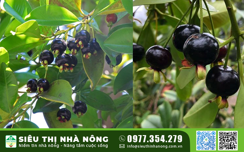 Lợi ích của trái cherry Brazil tốt cho sức khỏe